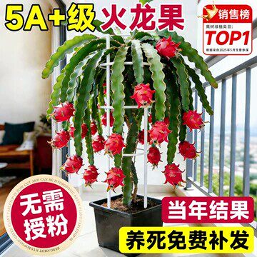 红心火龙果树苗盆栽南北方
