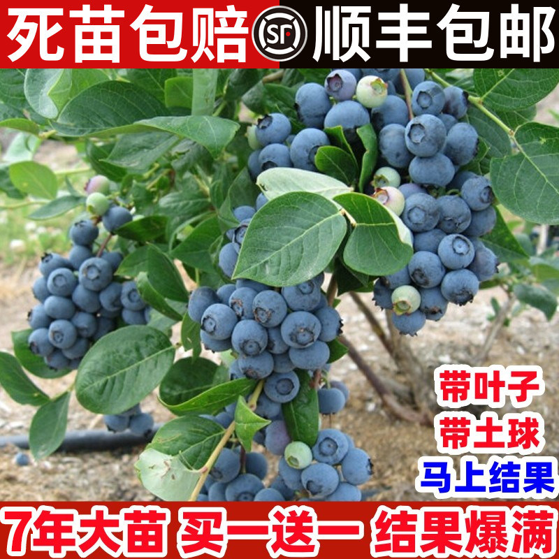 蓝莓树果苗盆栽南方北带大土