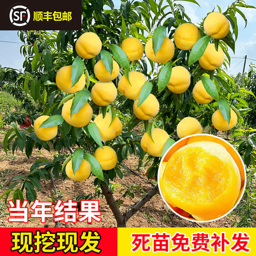 桃树果苗黄苖庭院盆栽水蜜南