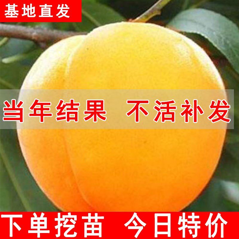 血桃树果苗嫁接南方北种植水
