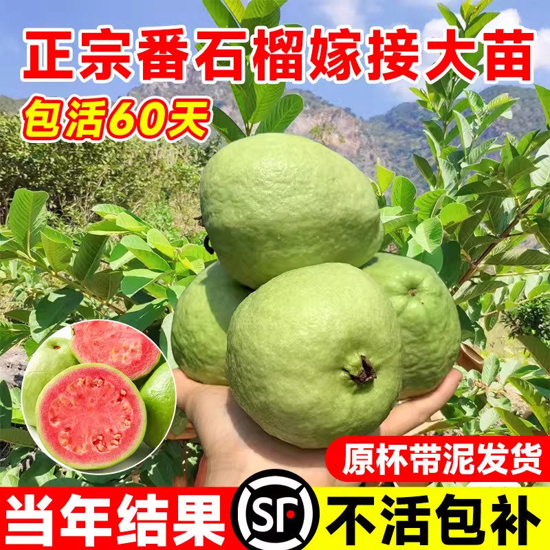 胭脂红番石榴树果苗广东本图片