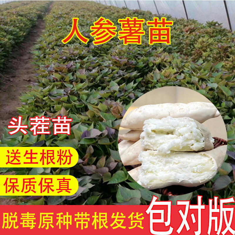 白皮人参薯红薯苗批发100棵粉面地瓜苗板栗薯种苗高产带根秧苗