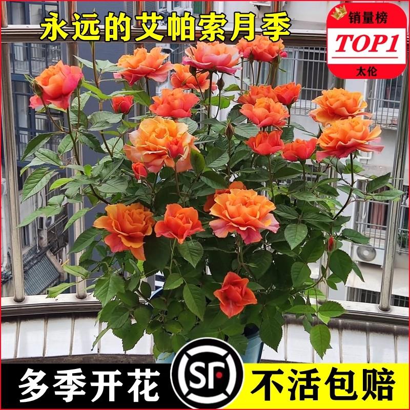 永远的艾帕索月季花苗盆栽