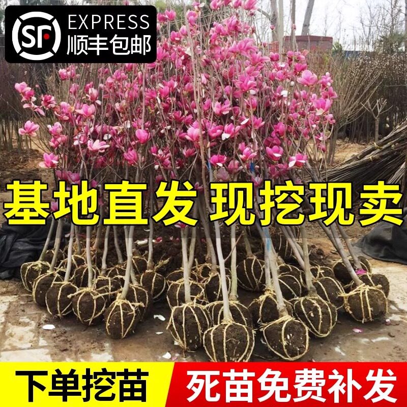 玉兰花苗红黄白紫树庭院室