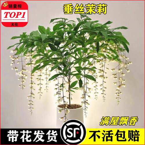垂丝茉莉盆栽带花苞泰国进