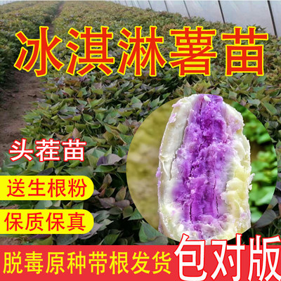 冰淇淋一点红薯秧苗带根地