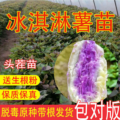 冰淇淋一点红薯秧苗带根地