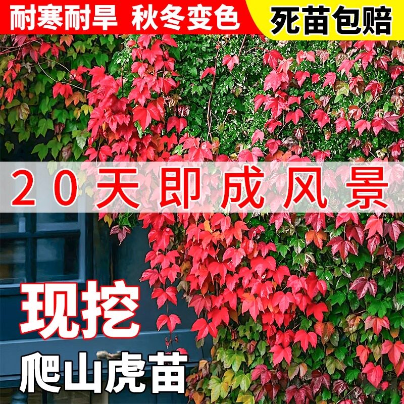爬山虎藤植物四季树苗庭院
