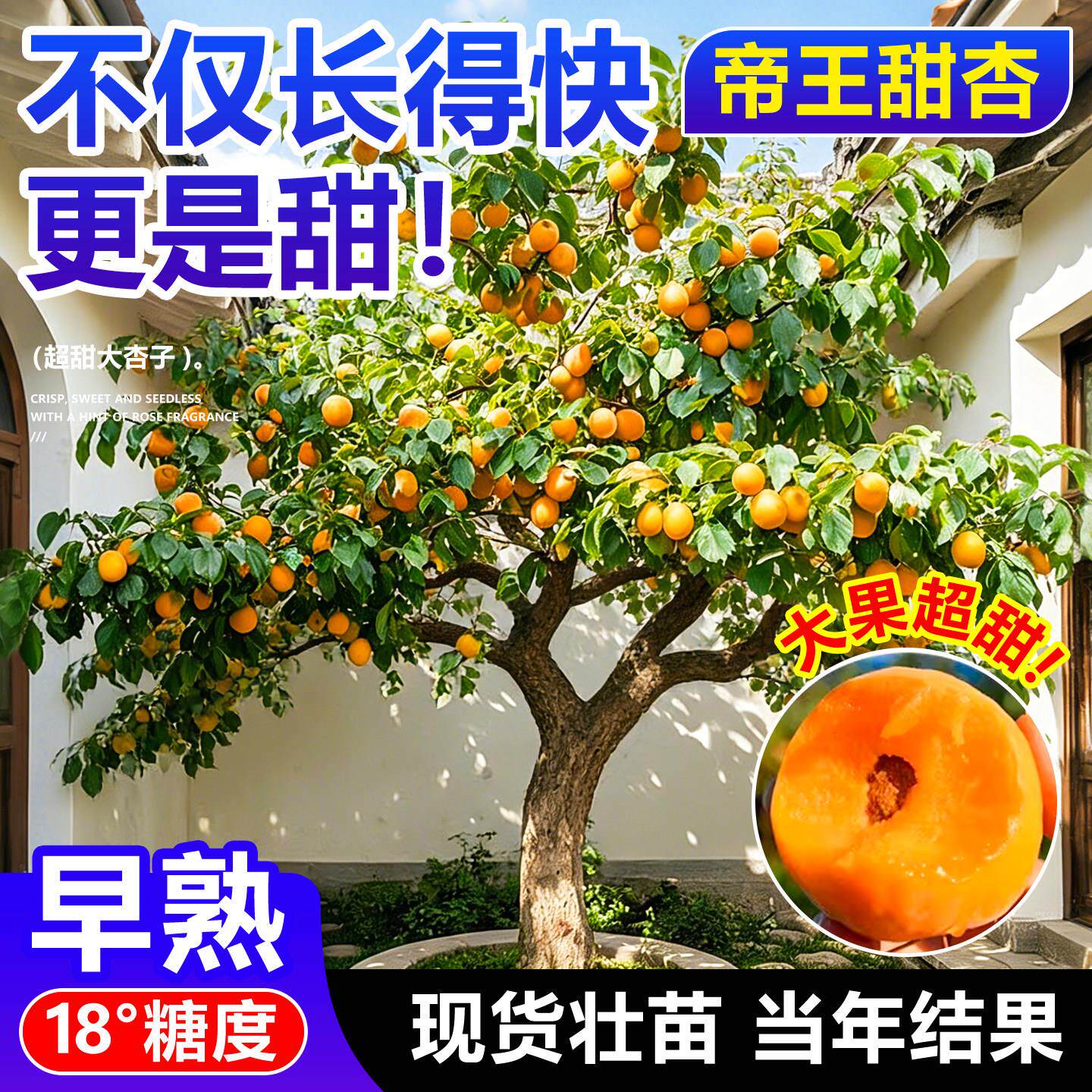 杏树果苗当年结特大珍珠油