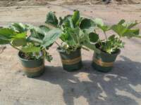 Four Seasons Strawberry Seedlings, Cream Red Beauty Strawberry seedlings, strawberry potted plants grown in greenhouses, new seedlings bearing fruit in the same year with soil thumbnail 8