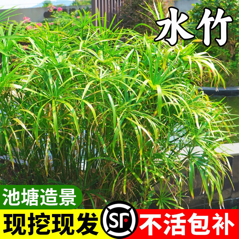 水培植物竹风车草旱伞池塘图片