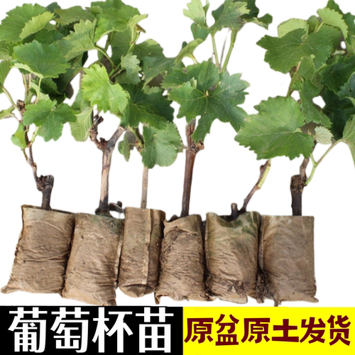 阳光玫瑰葡萄树苗盆栽带土
