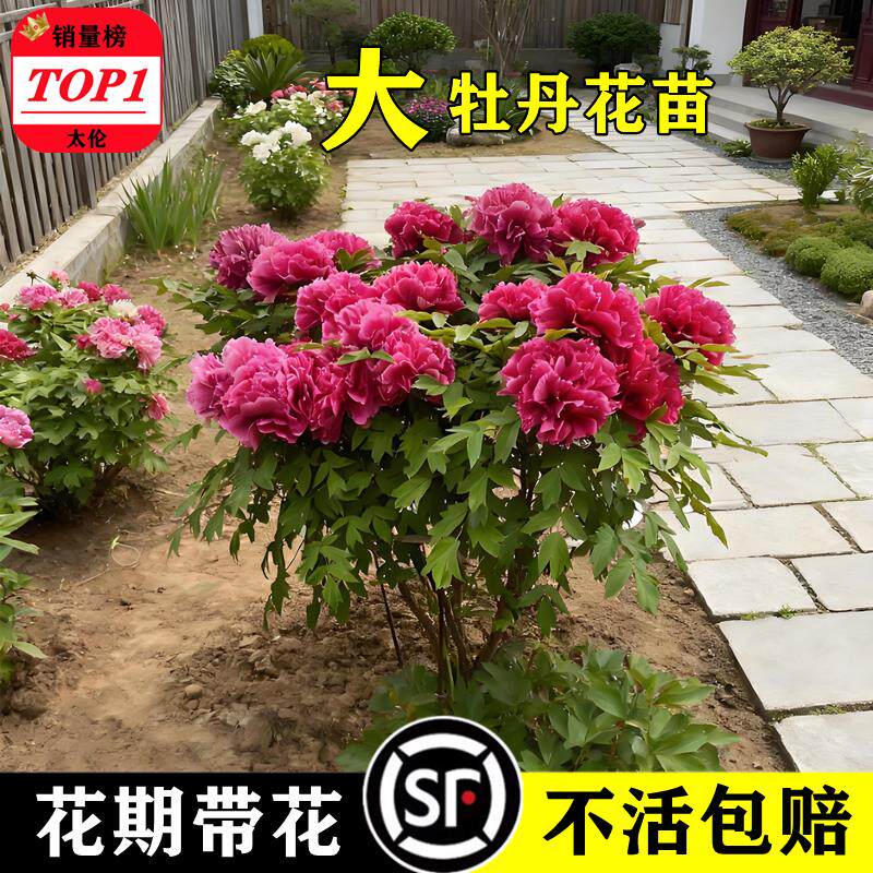 牡丹花大苗盆栽洛阳正宗老