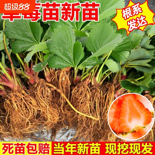 【草莓苗】秧奶油盆栽地种