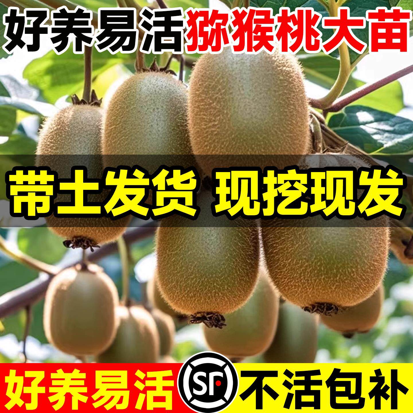 猕猴桃树果苗雌雄同株红心图片