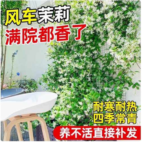 风车茉莉盆栽络石藤垂丝浓