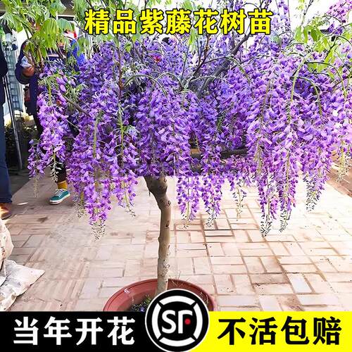 紫藤花苗四季卉爬植物阳台
