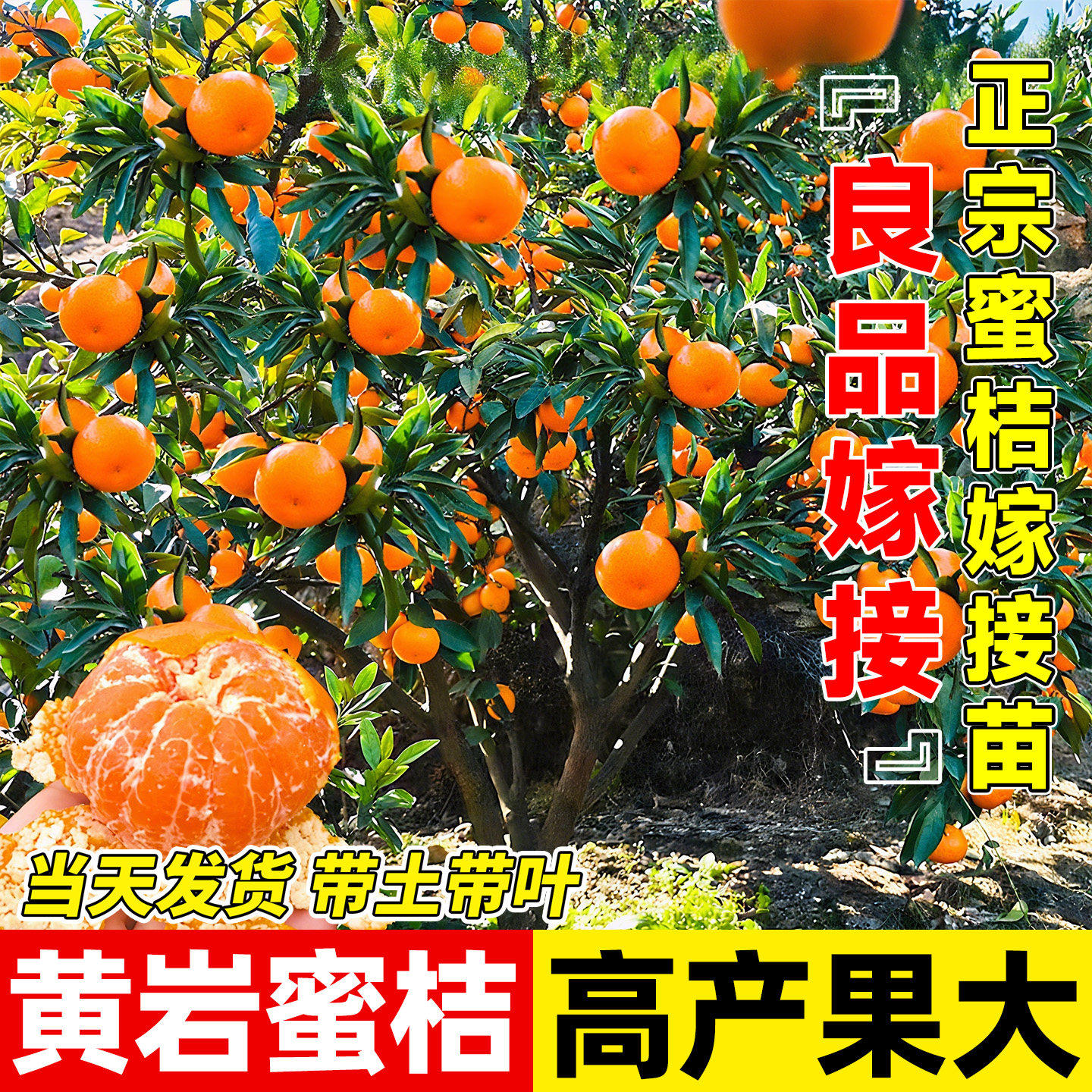 正宗黄岩蜜桔橘子嫁接苗盆