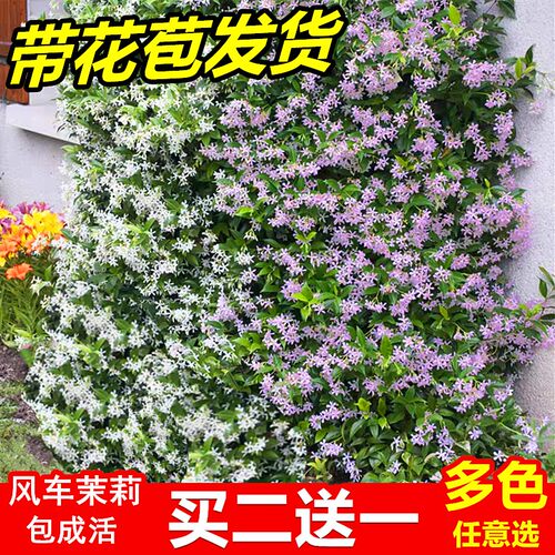 浓香风车茉莉爬藤植物大苗