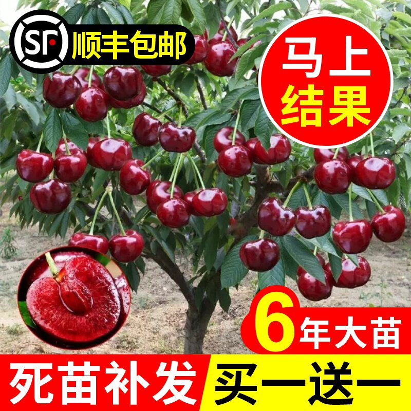大樱桃车厘子树苗苖南方北四