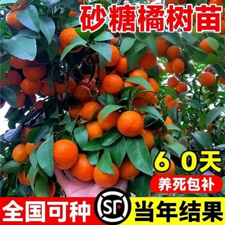 沙糖桔正宗树苗砂橘子广西