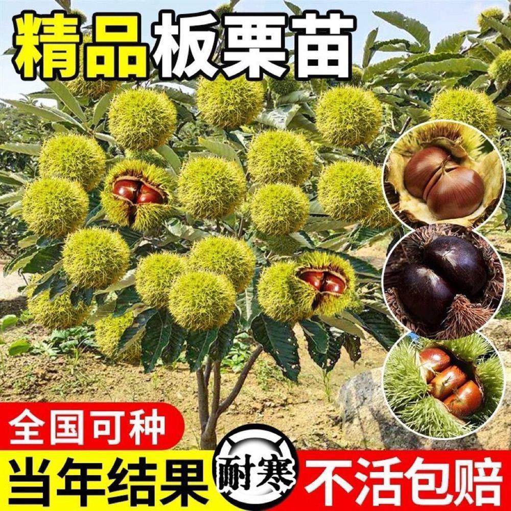板栗树果苗嫁接盆栽地南方