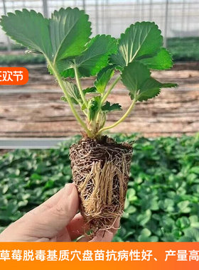 草莓苗秧穴盘奶油红颜四季
