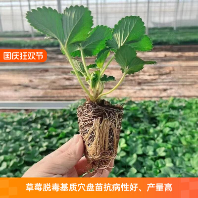 草莓苗秧穴盘奶油红颜四季
