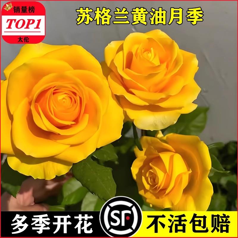 苏格兰黄油切花玫瑰苗月季