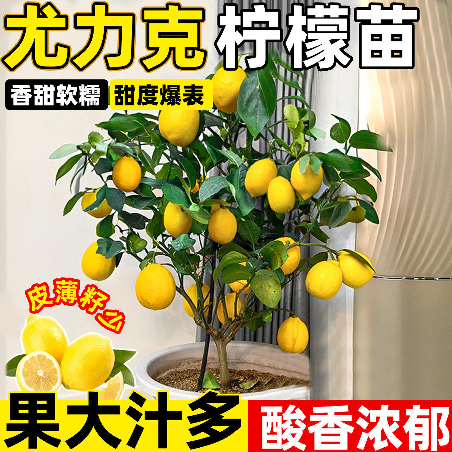 尤力克柠檬树苗果期带室内