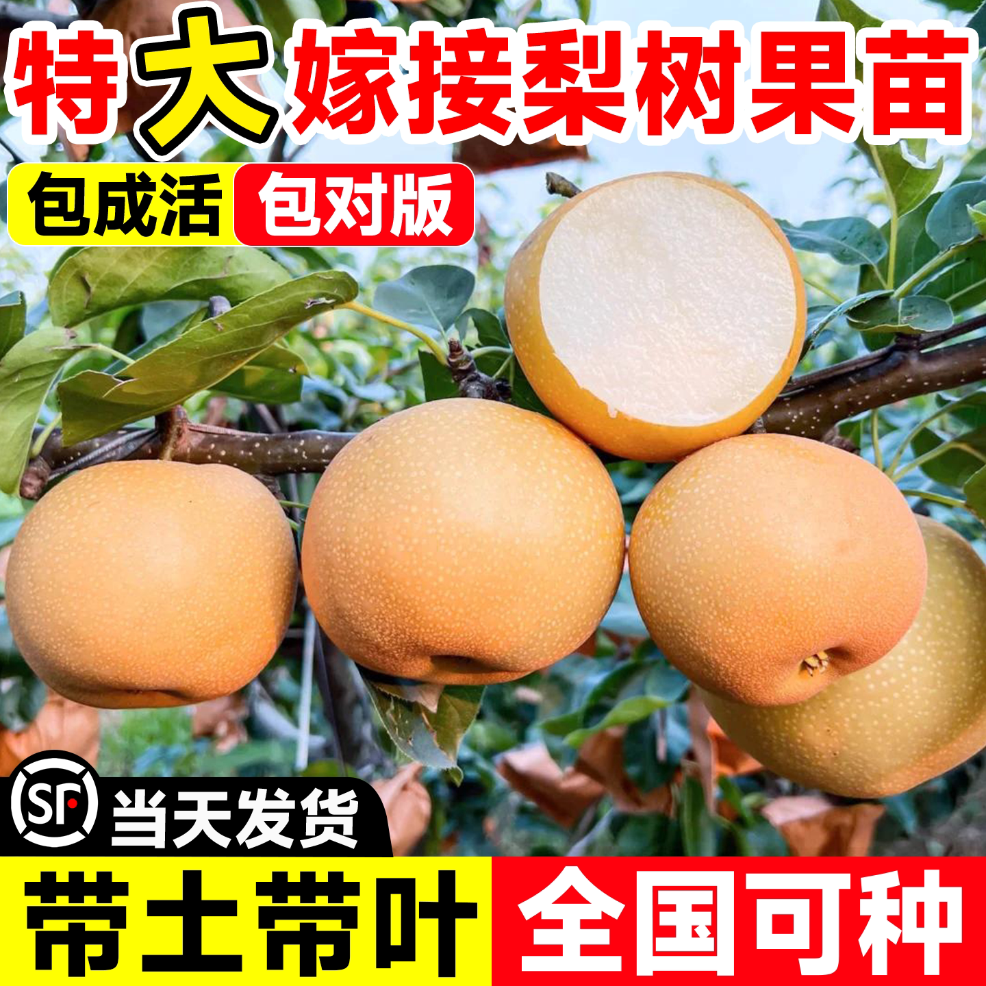 梨树果苗秋月嫁接特大盐黄