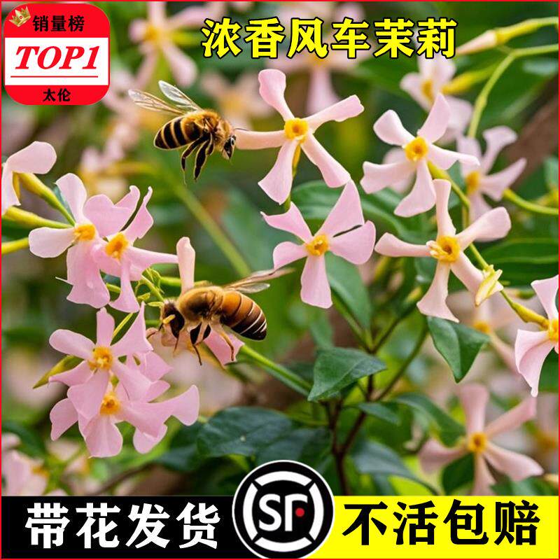 粉色风车茉莉盆栽好养爬藤耐寒室内四季多花花卉绿植阳台庭院植物