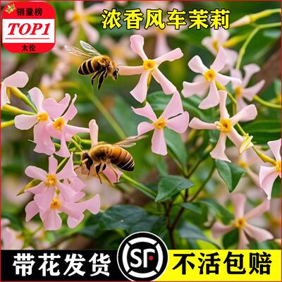 粉色风车茉莉盆栽好养爬藤