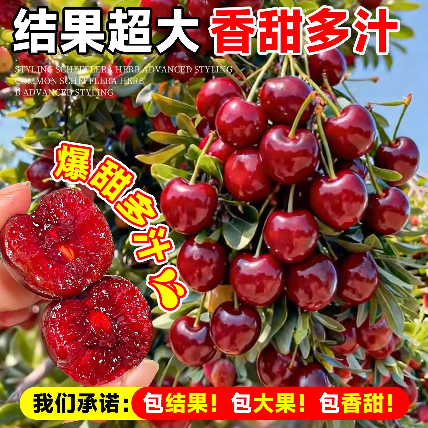 正宗车厘子树苗嫁接樱桃庭