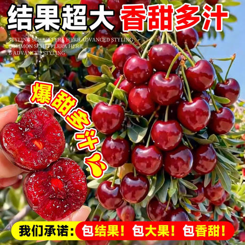 正宗车厘子树苗嫁接樱桃庭
