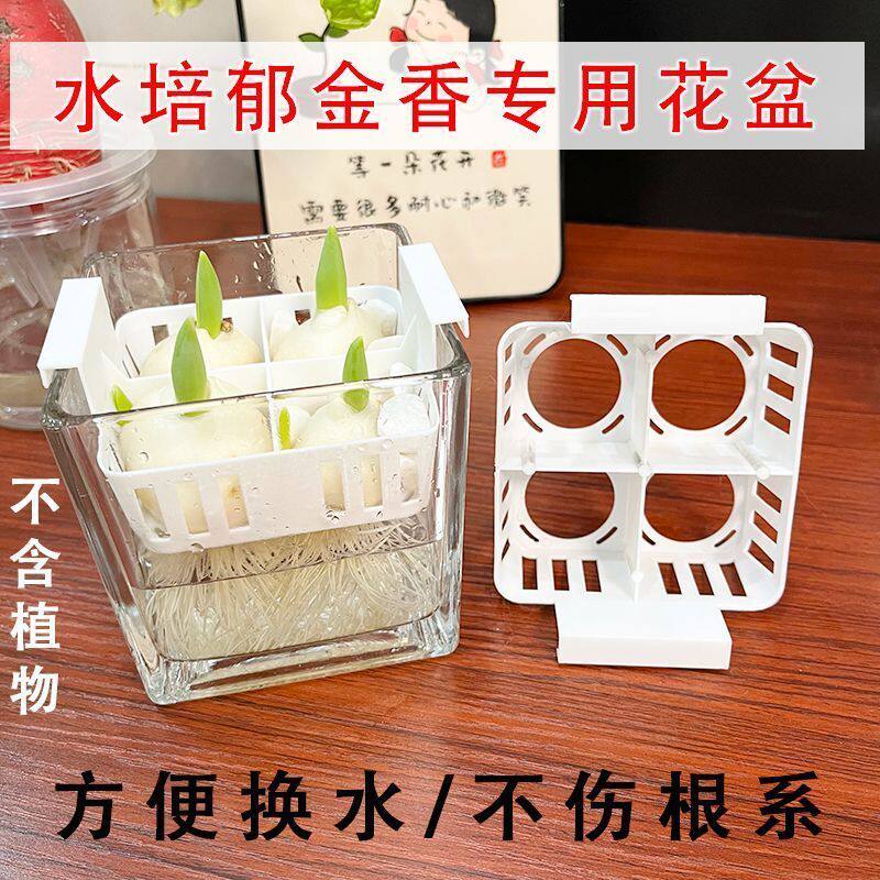 郁金香水仙大蒜水培器皿专用花盆