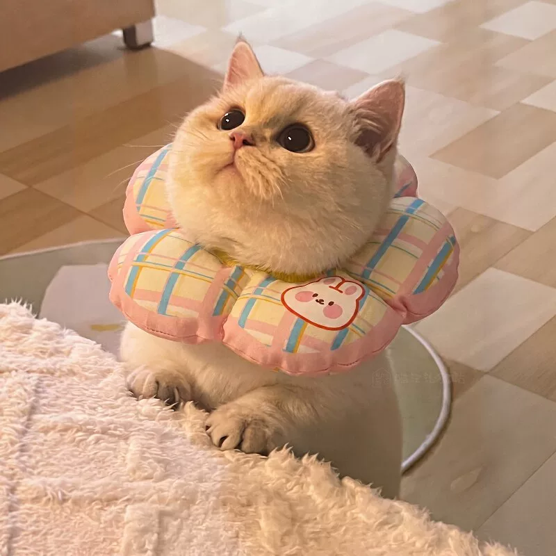 猫咪伊丽莎白圈兔子围脖宠物术后