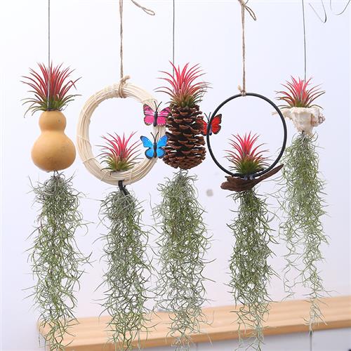 空气凤梨无土植物老人须空气草松萝墙壁吊挂室内垂吊绿植花草