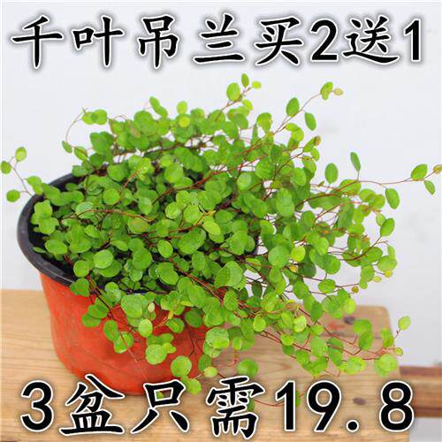 千叶吊兰盆栽花卉绿植花苗 喜阴观叶植物多年生垂吊绿植四季常青
