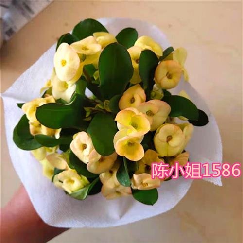 黄花虎刺梅盆栽带花大叶大花麒麟铁海棠包邮