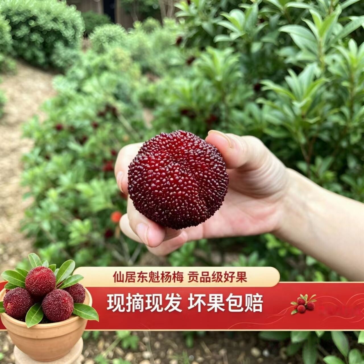 正宗仙居东魁杨梅鲜果现采现发浙江台州果园顺丰空运端午高端送礼
