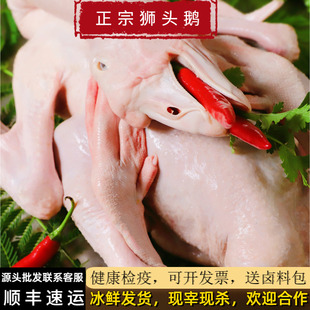 狮头鹅新鲜现杀潮汕特产澄海狮头鹅整只特大纯种散养卤水杀光鹅肉
