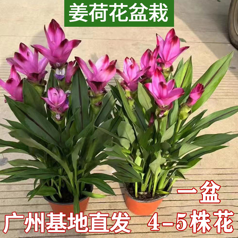 姜荷花盆栽花卉多年生长四季开花室内阳台耐热好养绿植鲜花带花苞