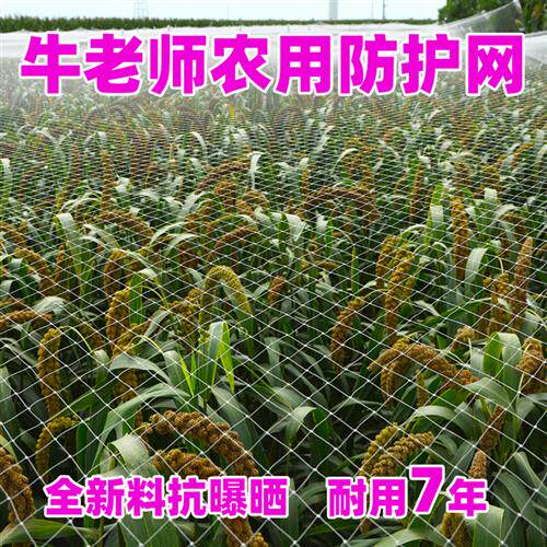 果园防鸟天网大棚尼龙防鸟网 防乌网草莓罩网天敌防护农用尼龙网