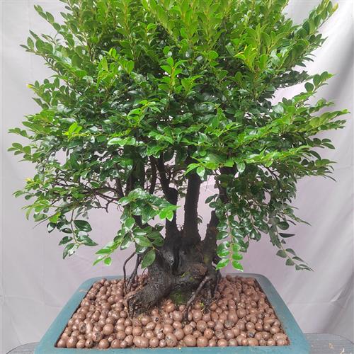 名贵小叶紫檀盆景树桩室内外绿植发财树花卉四季常青老桩造型盆栽