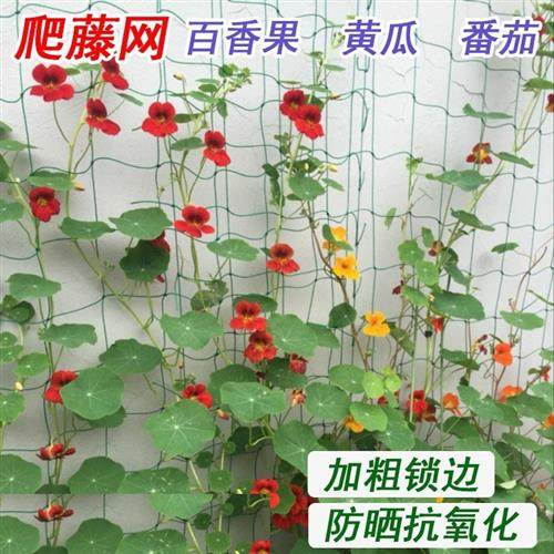 园艺爬藤网 加粗尼龙格子网月季黄瓜攀爬种植网 百香果丝瓜网