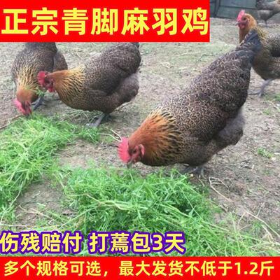 产蛋鸡散养麻羽鸡下蛋鸡母鸡
