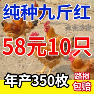 大红公鸡吃肉鸡麻羽鸡散养土鸡笨鸡五黑鸡芦花鸡现货