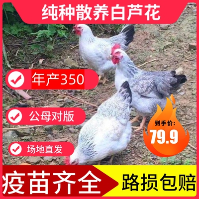 纯种白芦花下蛋鸡母鸡