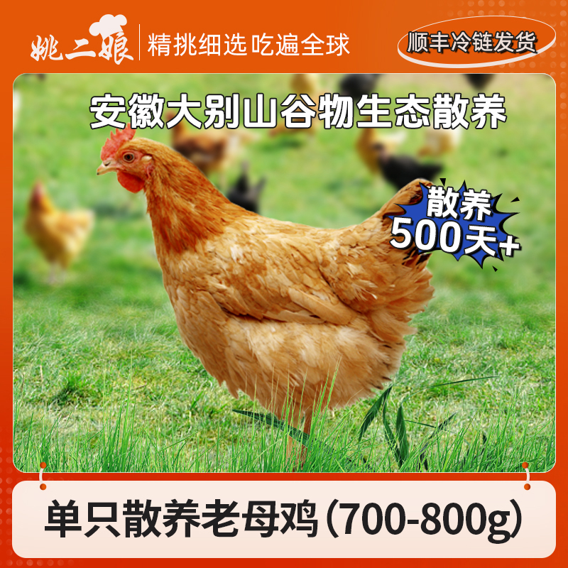 散养500天以上黄油老母鸡